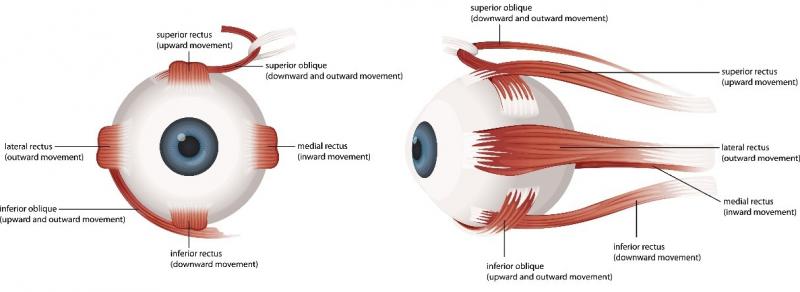 Estructura muscular del ojo